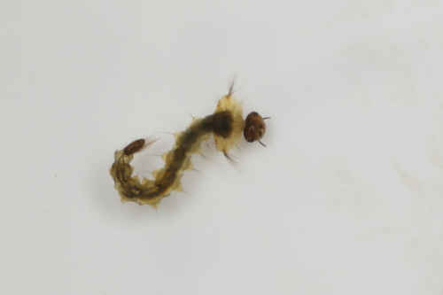 Saltpool Mosquito photo 3