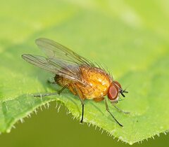 Helinomydaea