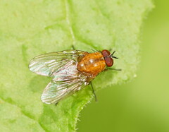 Helinomydaea