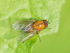 Helinomydaea