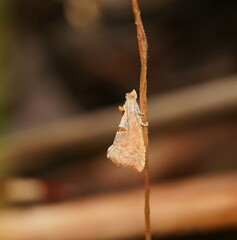 Glyphidoptera insignana