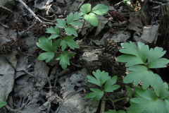 Adoxa moschatellina