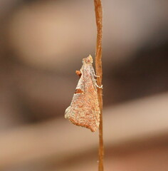 Glyphidoptera insignana