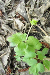 Adoxa moschatellina