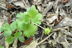 Adoxa moschatellina