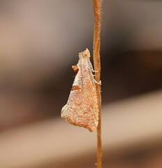 Glyphidoptera insignana