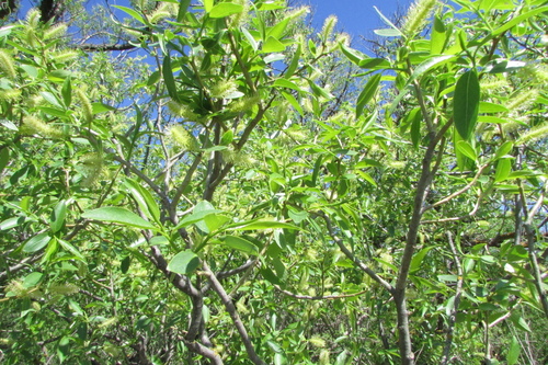Salix × hermaphroditica, photograph 3