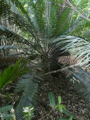 Lepidozamia peroffskyana