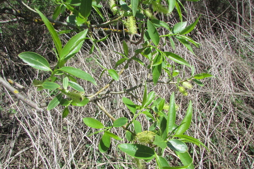 Salix × hermaphroditica, photograph 2