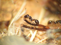 Monomorium