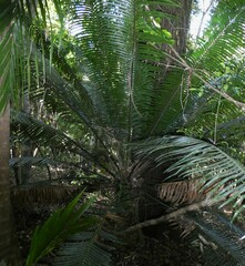 Lepidozamia peroffskyana