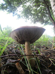 Leccinum