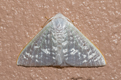 Arctornis poecilonipha