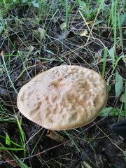 Leccinum