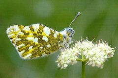 Euchloe simplonia