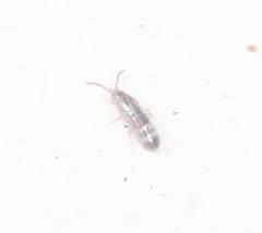 Tomoceridae