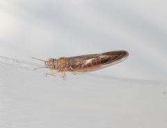 Anoeconeossa