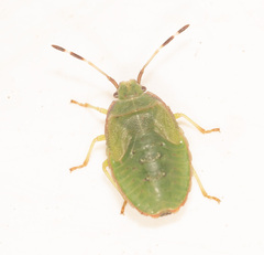 Acanthosomatidae