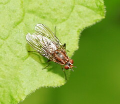 Helinomydaea fuscoflava