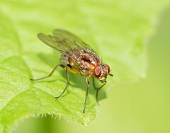 Helinomydaea fuscoflava