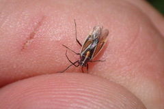 Horistus orientalis