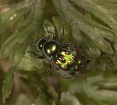 Notolioon gemmatus