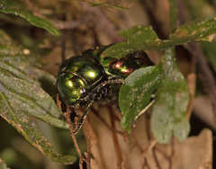 Notolioon gemmatus