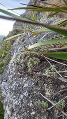Pimelea mimosa