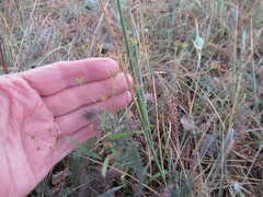 Bupleurum scorzonerifolium