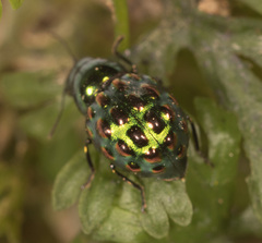 Notolioon gemmatus