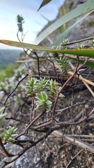 Pimelea mimosa