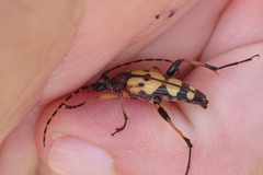 Rutpela maculata