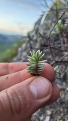 Pimelea mimosa