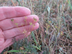 Bupleurum scorzonerifolium