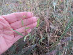 Bupleurum scorzonerifolium