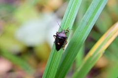 Pinthaeus sanguinipes
