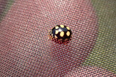 Coccinula quatuordecimpustulata