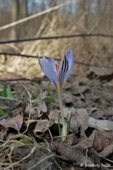Crocus reticulatus