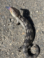 Tiliqua nigrolutea