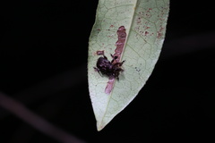 Heterapoderus sulcicollis