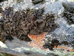 Umbilicaria cylindrica