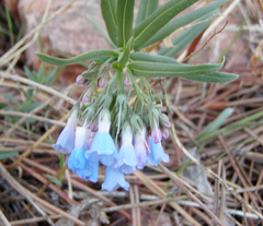 Mertensia lanceolata