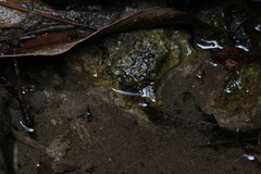Platynectes