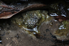 Platynectes