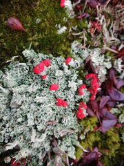 Cladonia floerkeana