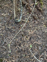 Melicope peduncularis