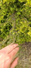 Leptecophylla juniperina