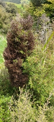 Coprosma propinqua