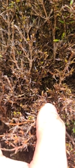 Coprosma propinqua