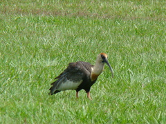 Theristicus caudatus